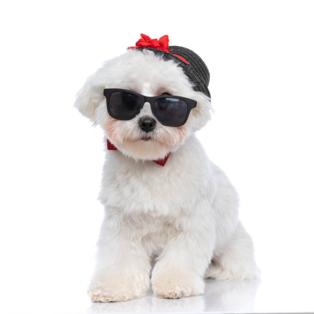 istock beautiful bichon dog wearing a hat falling of his head 1303673296