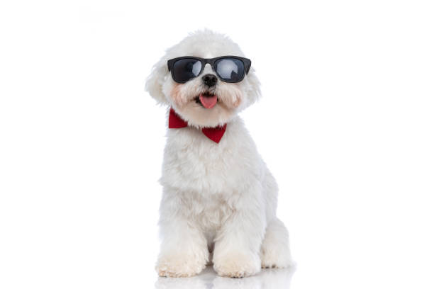 istock cool seated bichon dog panting and wearing sunglasses 1303673412