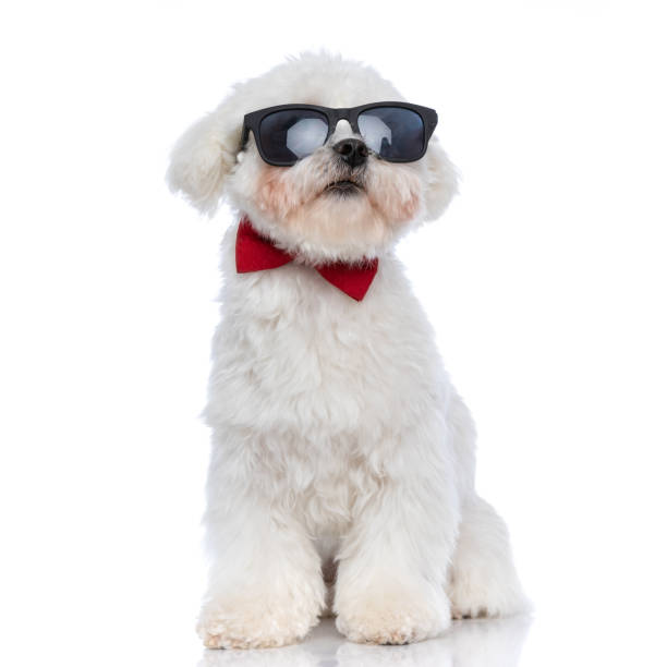 istock gentleman bichon dog wearing sunglasses and a red bowtie 1303673422