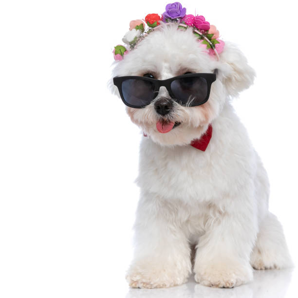 istock little bichon dog panting and wearing sunglasses 1303674464