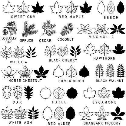 Single color icons of common tree leaves with solid and outline versions. Isolated.
