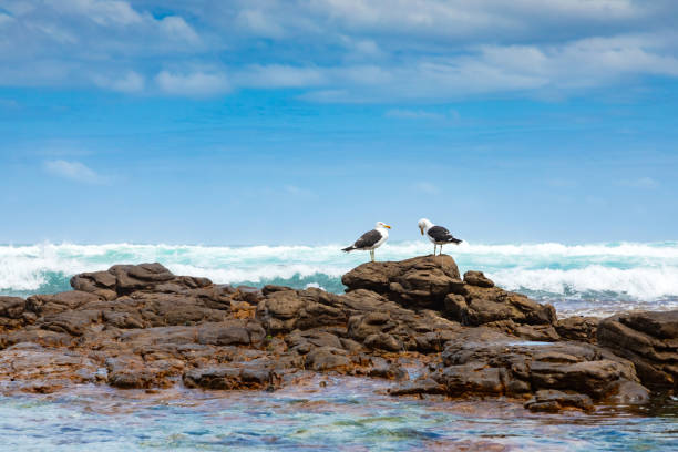istock A pair of large seagull sitting on a rock 1303677759