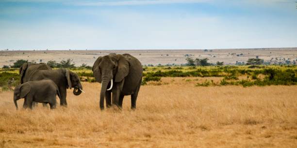 istock migration of elephants in amboseli park 1303677982