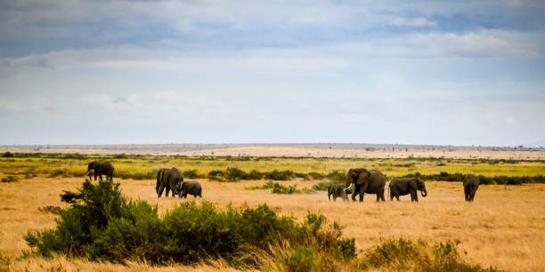 istock migration of elephants in amboseli park 1303677984