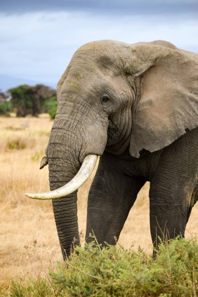 istock migration of elephants in amboseli park 1303677985