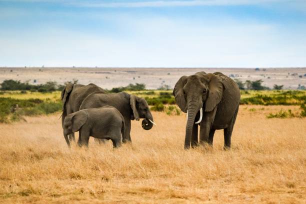 istock migration of elephants in amboseli park 1303677994