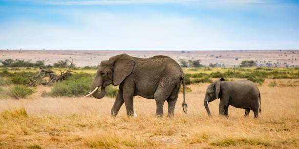 istock migration of elephants in amboseli park 1303678001