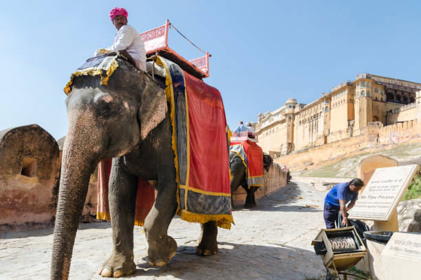 Jaipur, India - October 15, 2016: Elephant rides in Amer Fort, Jaipur, Rajasthan, India