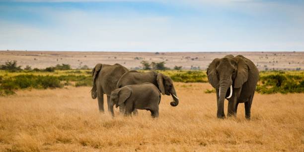 istock migration of elephants in amboseli park 1303678131