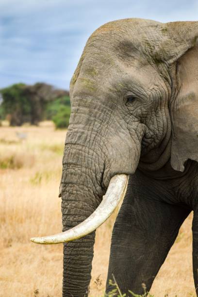 istock migration of elephants in amboseli park 1303678171