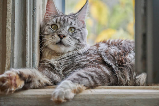Maine Coon tortoiseshell cat sitting on cat house Silver white marble Maine Coon cat on windowsill. Funny adult maine coon purebred cat. short haired maine coon stock pictures, royalty-free photos & images