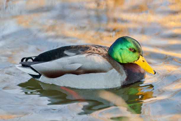 istock Drake mallard duck, close up 1303678515
