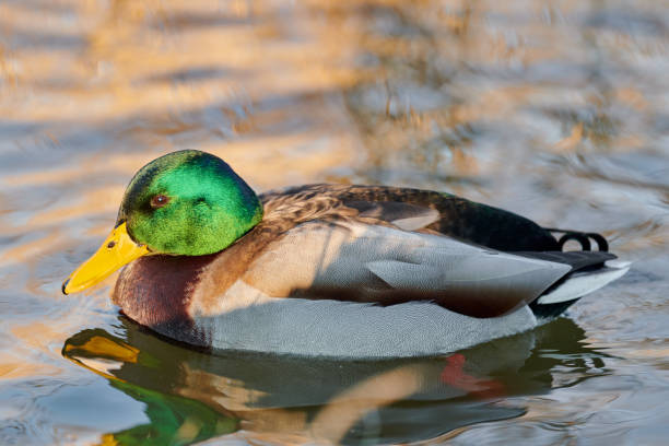 istock Drake mallard duck, close up 1303679049