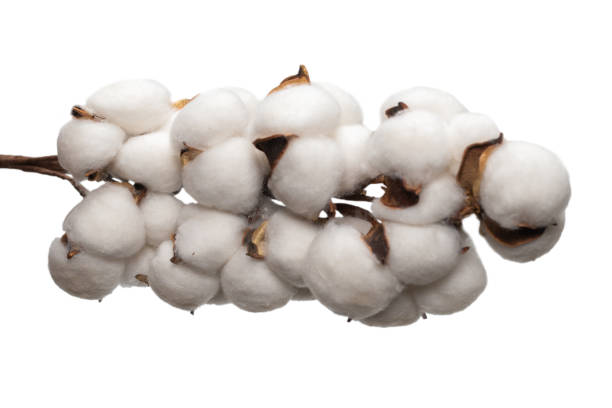 istock Cotton flower branch isolated on white background. 1303679307