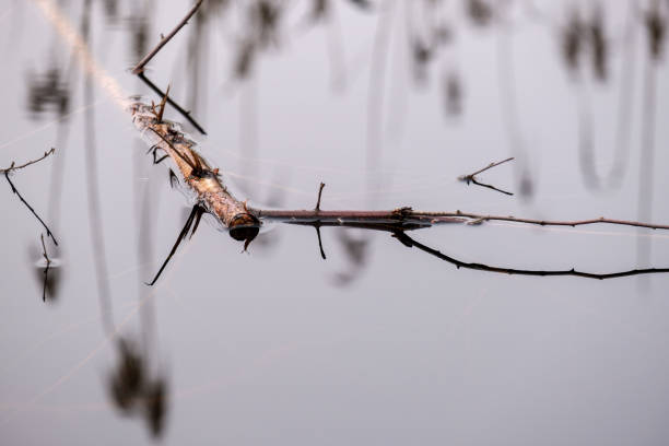istock Branch floating in water with reflections of reeds 1303679324
