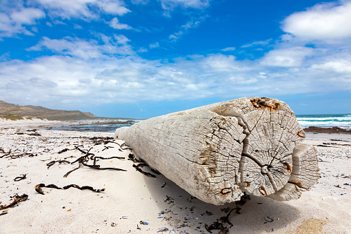 Driftwood on beach