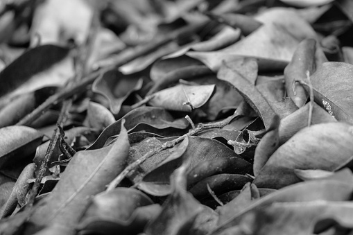 Artistic black and white concept pile of dry leaves, close up capture, blurred natural background