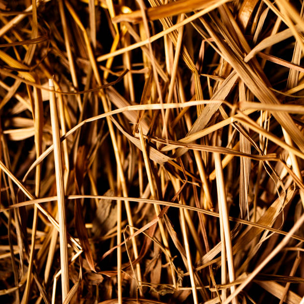 istock The square texture of damaged thatch was shot in macro style 1303680931