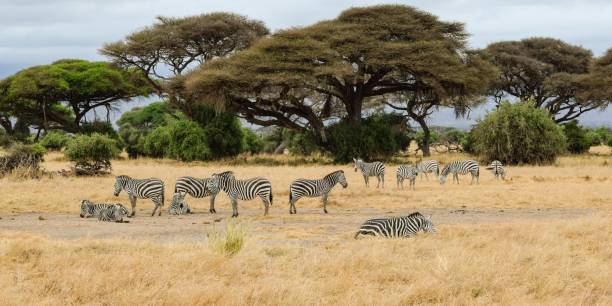 istock zebras in amboseli national park 1303681440