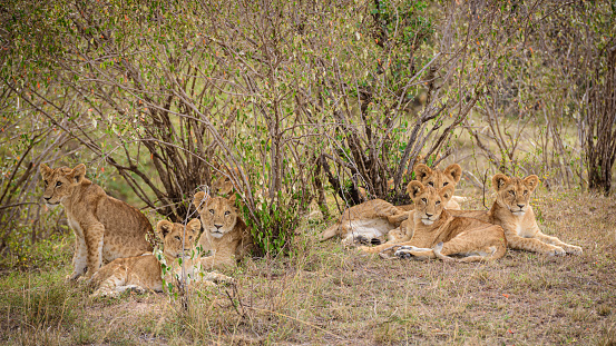 Lion cubs resting under a bush with mother lioness in the background.
