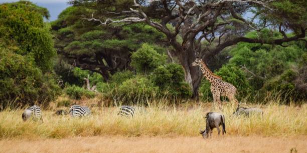istock zebras in amboseli national park 1303681483