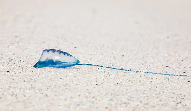 Photo of The Portuguese man o' war or Physalia physalis