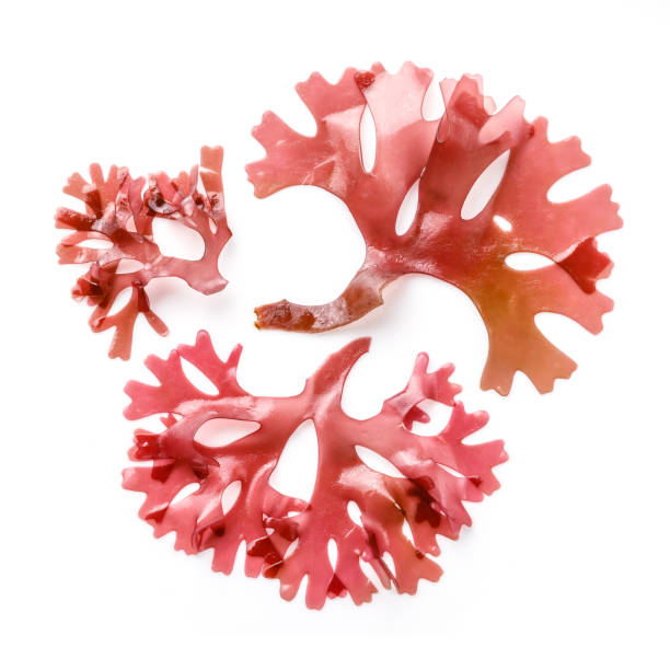 istock Edible Tohsaka red Seaweed salad on white background 1303681649