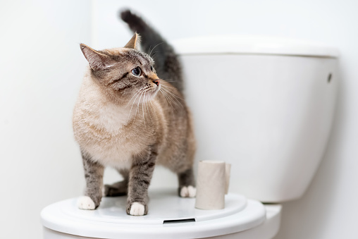 cleanly cat standing on the toilet lid next to toilet paper