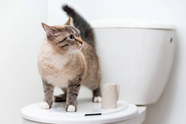 clean cat standing on the toilet lid next to toilet paper stock photo