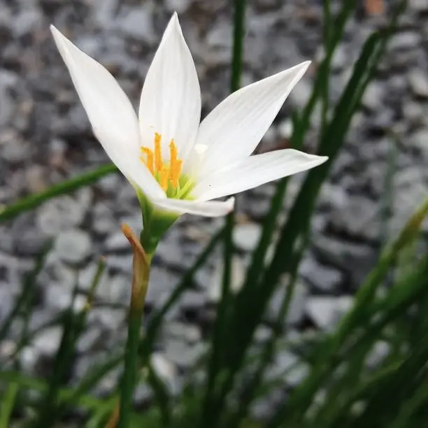 white flower blooms beautifully. Taken on Indonesia