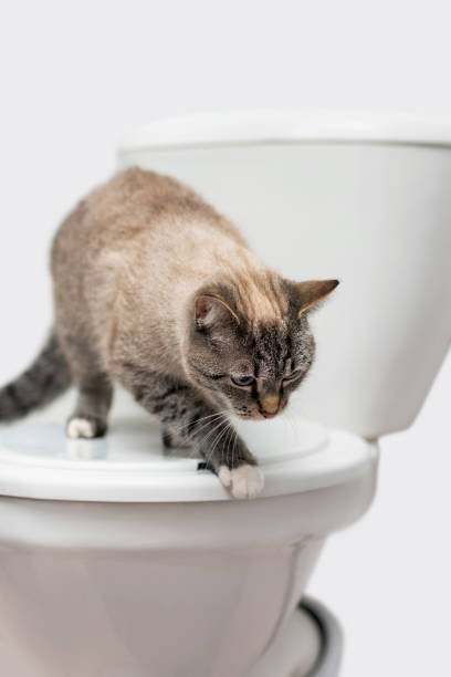 istock clean cat standing on the toilet lid 1303681744