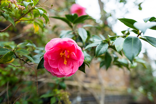 Close up color image of beautiful camellia flowers in bloom outdoors.