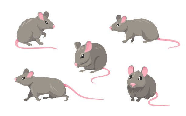 ilustraciones, imágenes clip art, dibujos animados e iconos de stock de conjunto de ratones de dibujos animados - mouse rodent animal field mouse