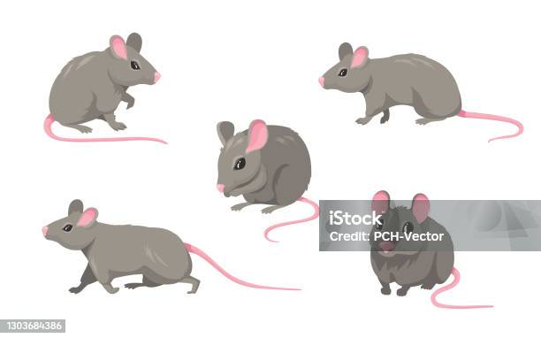 Ilustración de Conjunto De Ratones De Dibujos Animados y más Vectores  Libres de Derechos de Ratón - Animal - Ratón - Animal, Ratón de Ordenador,  Rata - iStock