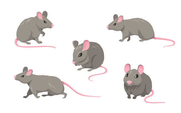 Cartoon mouse set Cartoon mouse set. Grey furry rodent little rat with pink hairless tail walking or sitting isolated on white. Vector illustration for pet, animal, wildlife concept hair grey stock illustrations