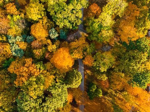 Colorful Autumn Foliage and Footpath Patterns in City Park. Strzelecki Park in Tarnow, Poland. Top Down Drone View.
