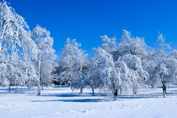 istock Frozen Forest Winter Wonderland Ice Blue Skies 1303685234