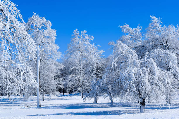 istock Frozen Forest Winter Wonderland Ice Blue Skies 1303685261