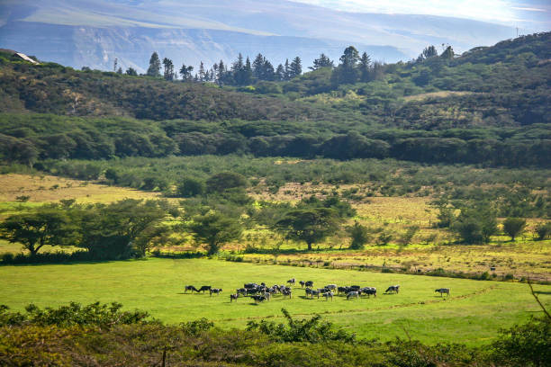 istock Cows on a farm in the Ecuadorian Andes 1303685311