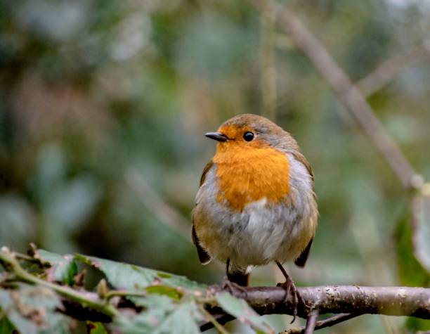 istock Robingred breast sitting in a tree 1303685479