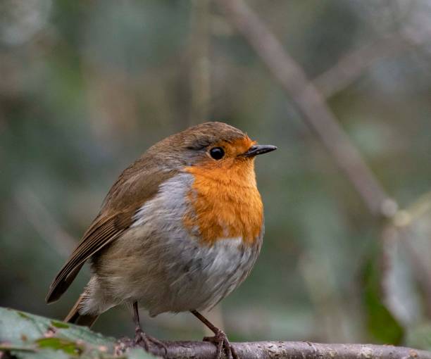 istock Robingred breast sitting in a tree 1303685482