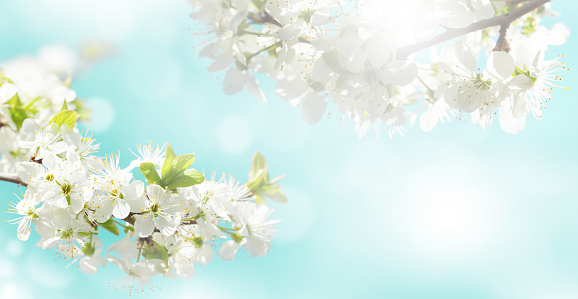 Sunny backdrop with spring cherry blossom. Flower background with copy space