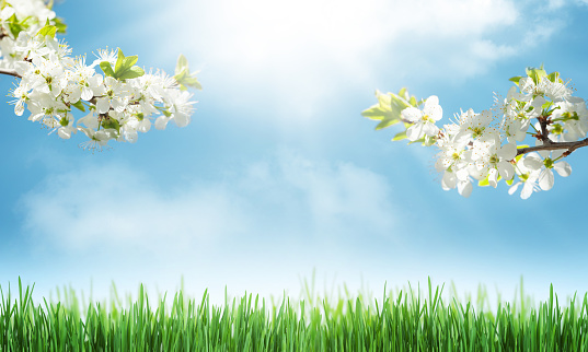 Sunny backdrop with spring cherry blossom and green grass field. Flower background with copy space