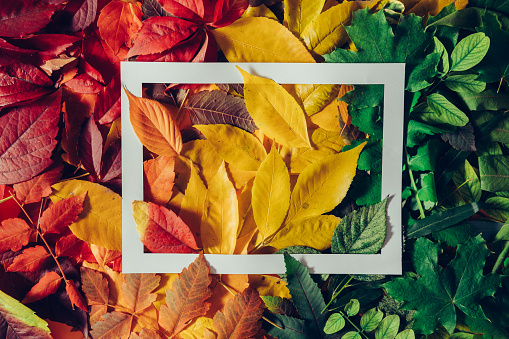 Colors of the fall - different leaves in all colors. Gradient of colorful leaves with white frame in the middle. Top view, flat lay, copy space. Changing seasons concept