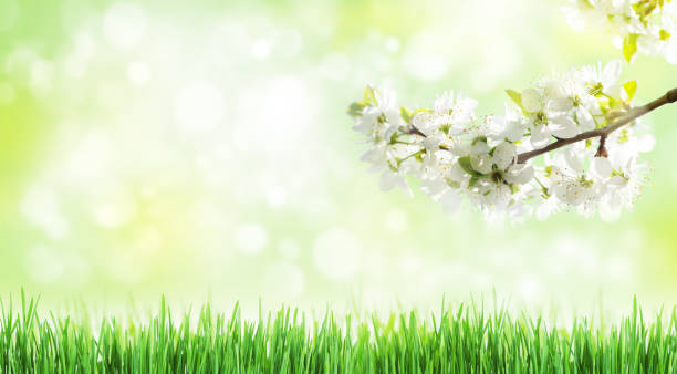 istock Sunny backdrop with spring cherry blossom and green grass 1303685648