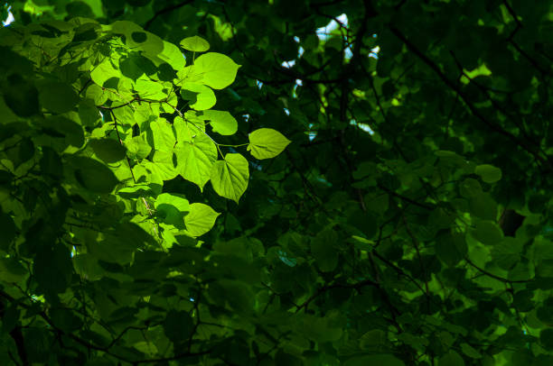 istock Fresh green spring leaves iluminated by sun 1303685685
