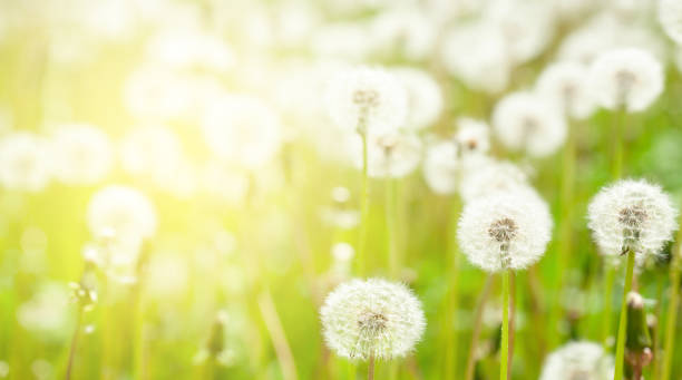istock Green flower field with dandelions 1303685710