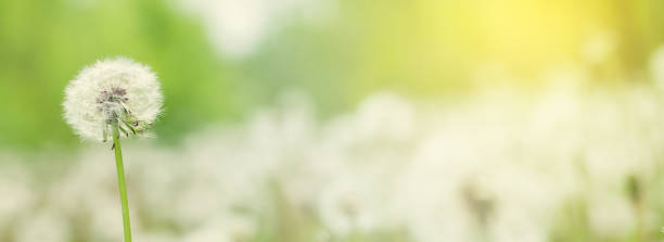 istock Green flower field with dandelions 1303685740