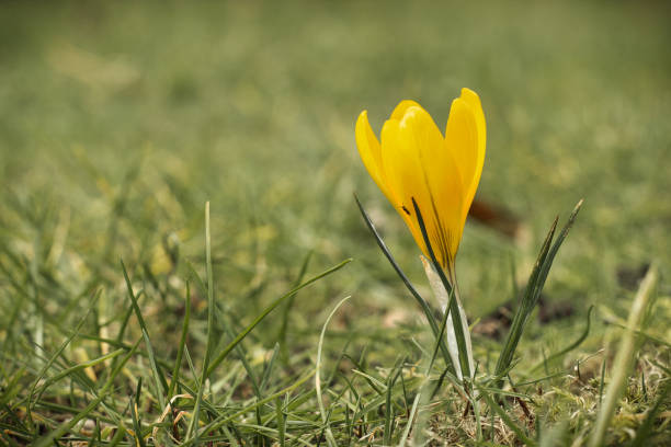 istock A yellow crocus in the grass in a garden. 1303685897