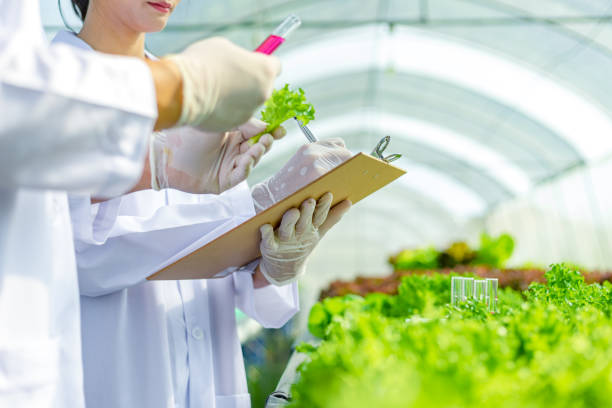 istock Scientists test the solution, Chemical inspection, Check freshness  at organic, hydroponic farm. 1303685925